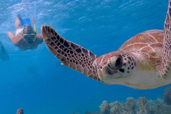 Snorkeling with sea turtles