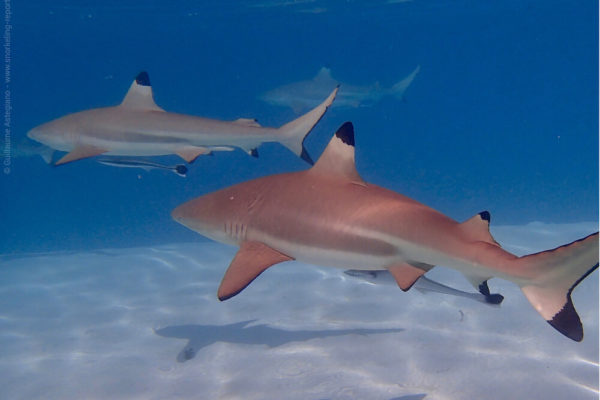 Snorkeling avec des requins