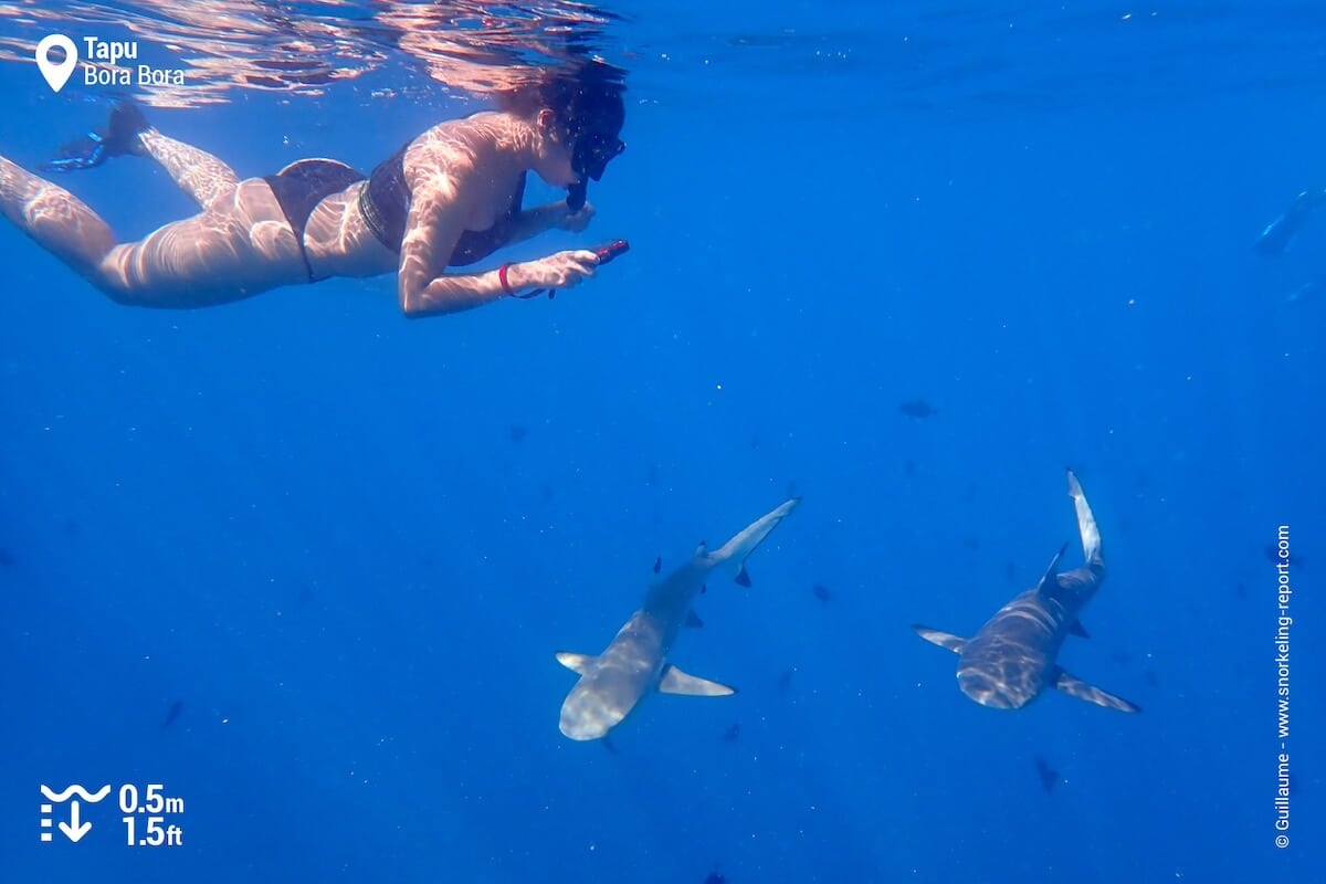 Snorkeling with sharks at Tapu, Bora Bora