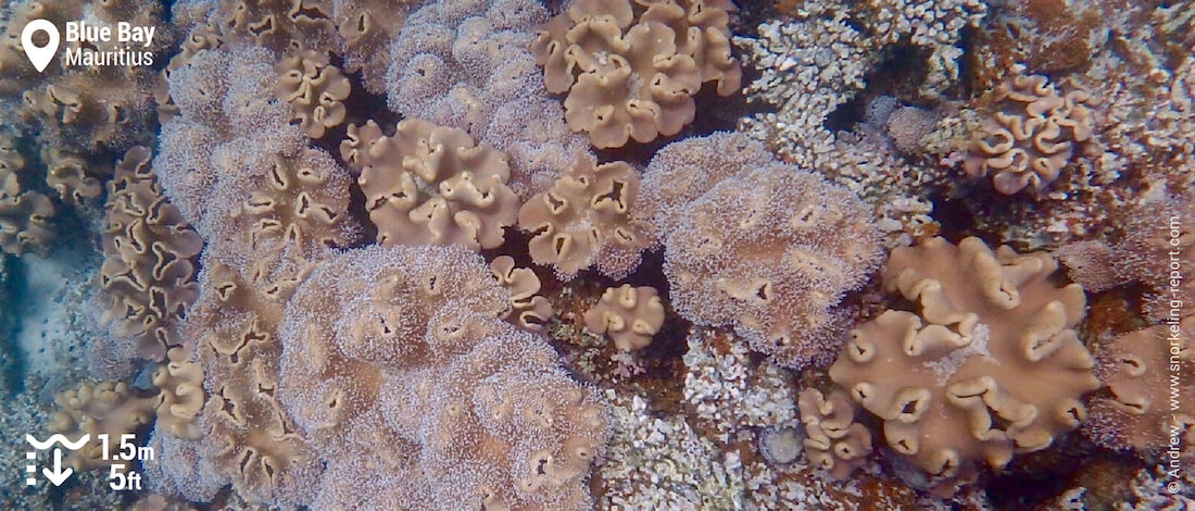 Soft coral in Blue Bay, Mauritius