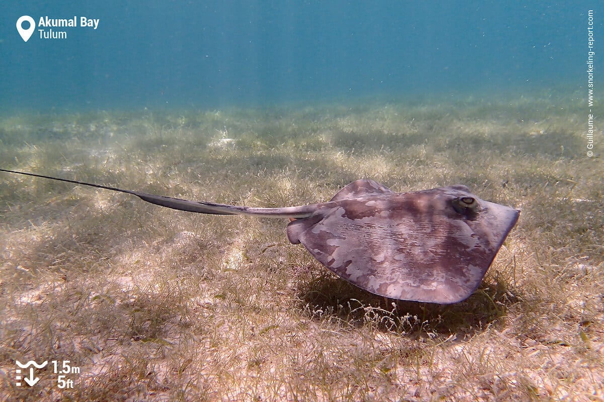Southern stingray in Akumal seagrass beds