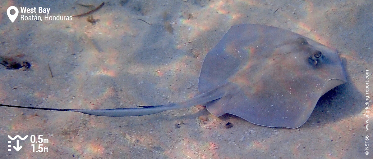 Southern stingray in West Bay