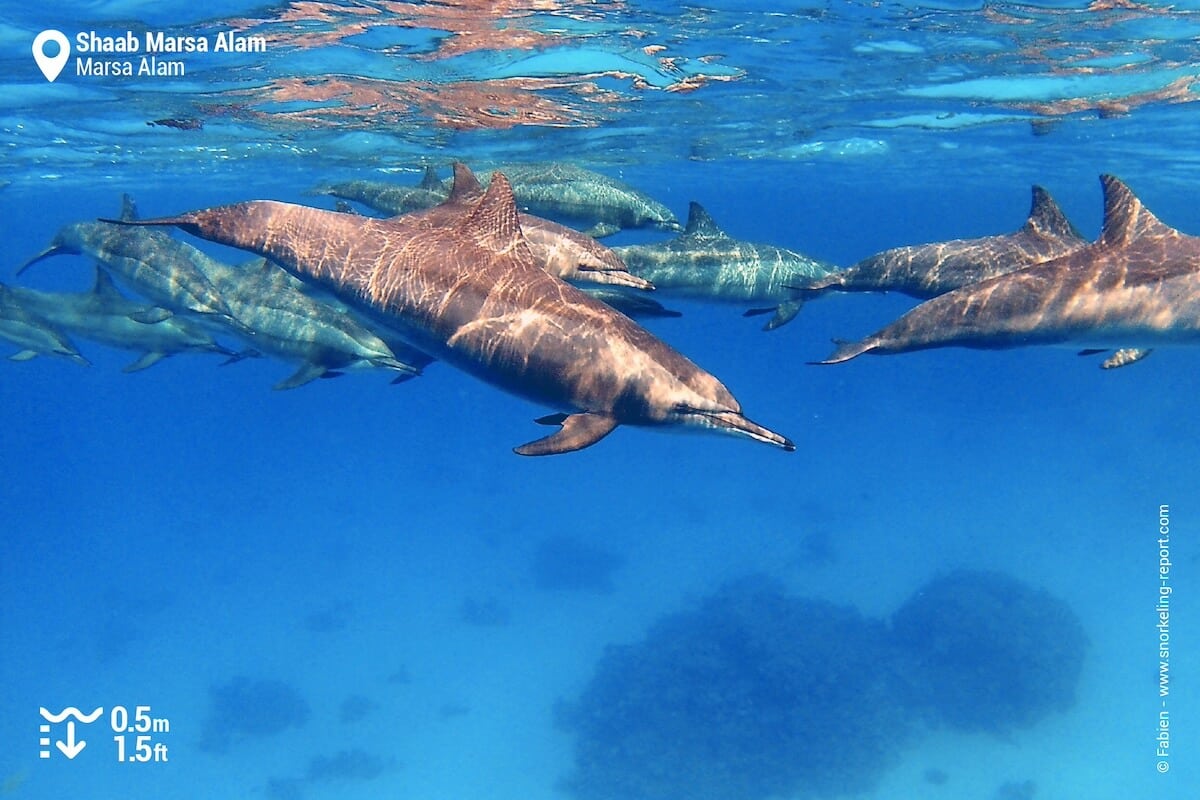 Pod of spinner dolphins at Shaab Marsa Alam