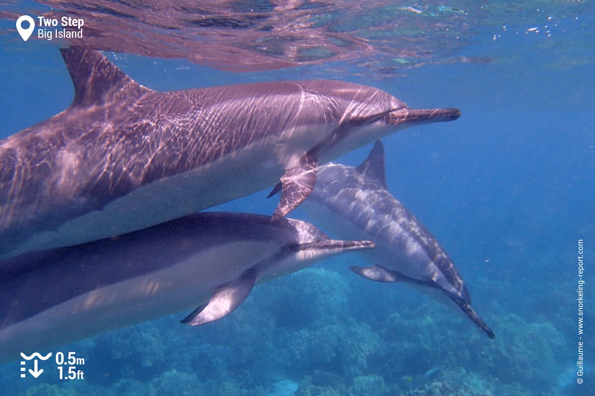 Snorkeling with Hawaiian spinner dolphins at Two Step