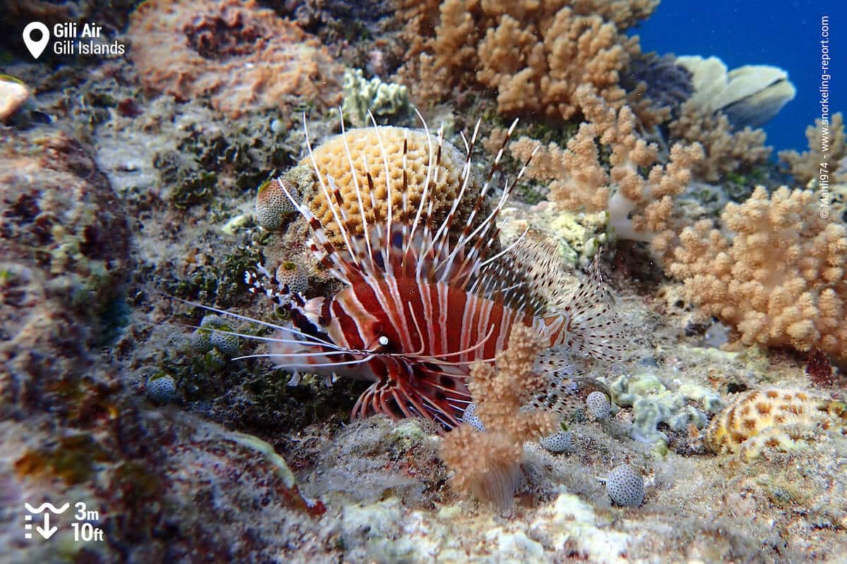 A spotfin lionfish at Gili Air's reef