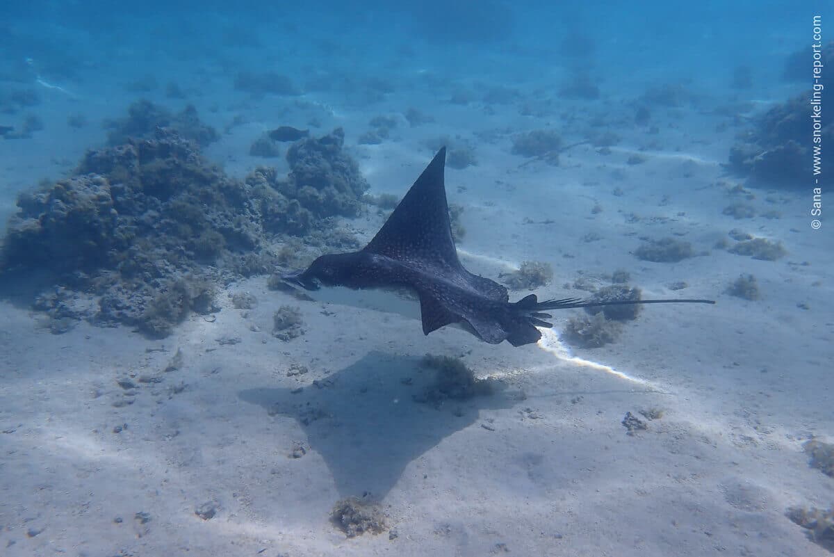 Spotted eagle ray at Matira Beach, Bora Bora