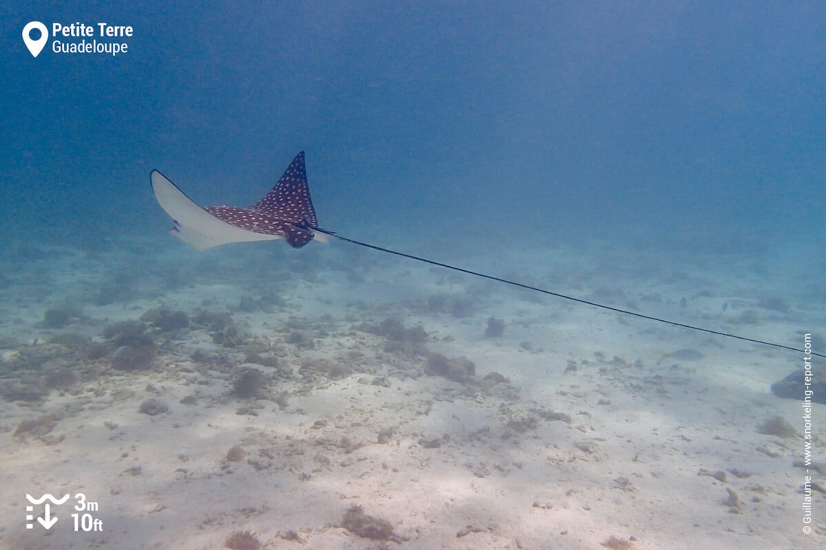 Spotted eagle ray in Petite Terre