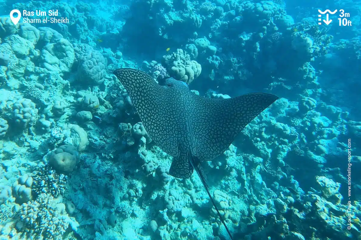 Spotted eagle ray at Ras Um Sid.