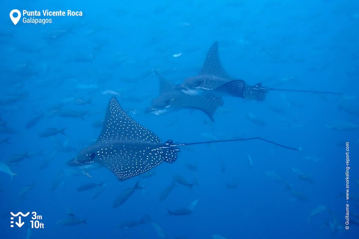 Spotted eagle rays at Punta Vicente Roca