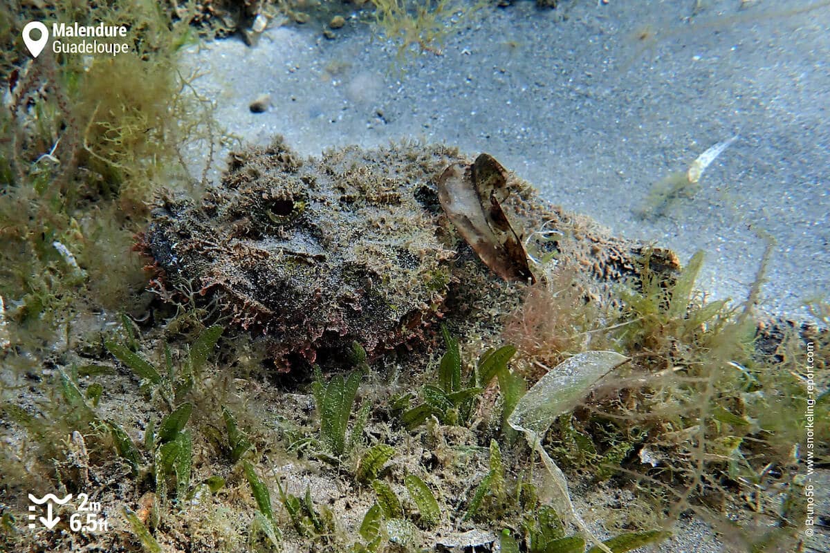 Spotted scorpionfish in Malendure
