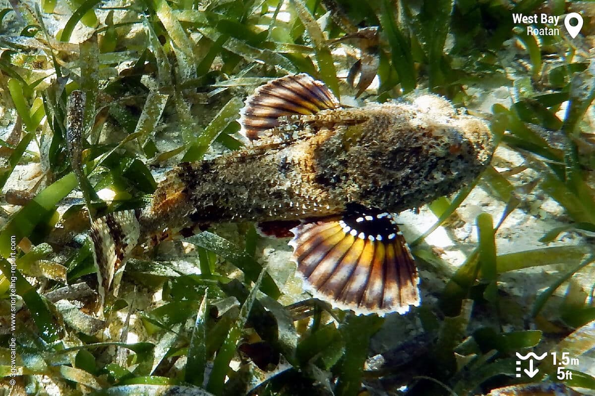 A spotted scorpionfish in West Bay seagrass beds