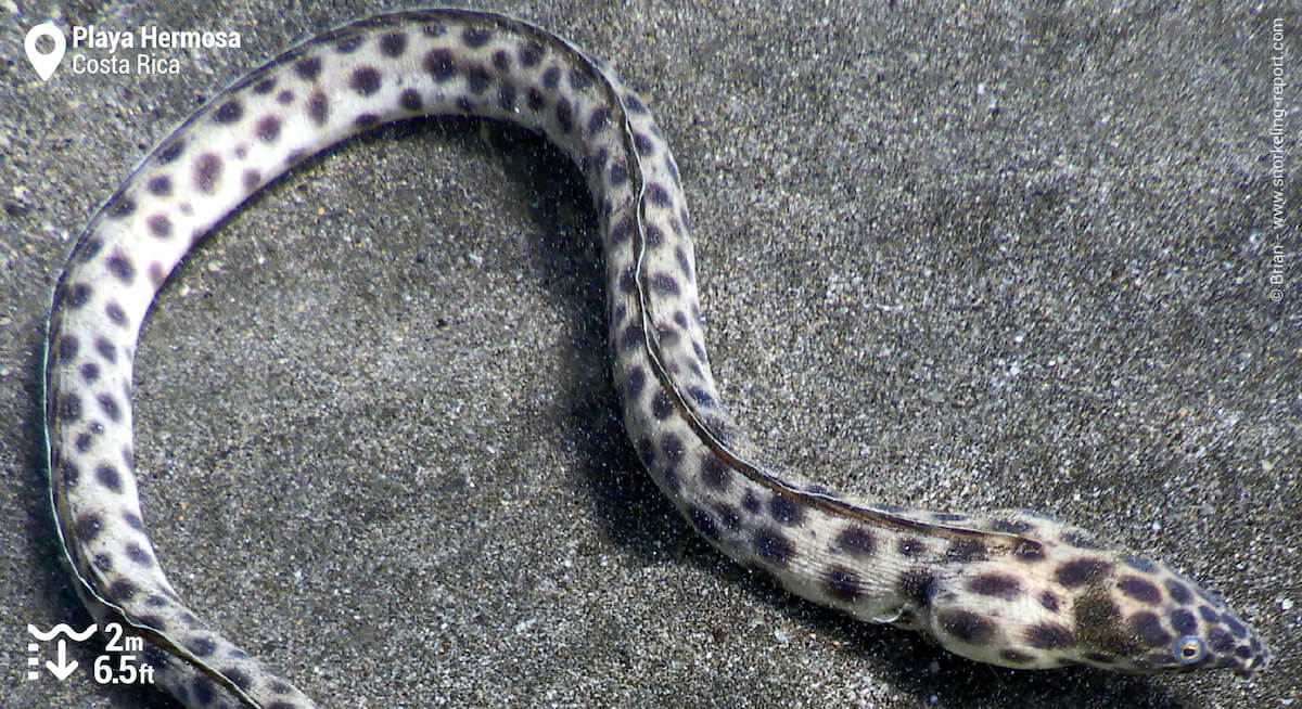 Spotted snake eel in Playa Hermosa