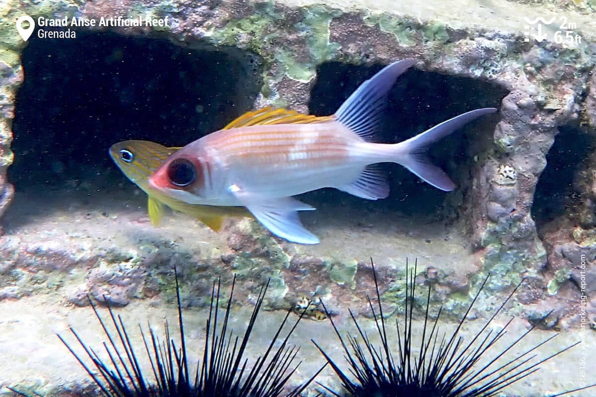 Squirrelfish near reef structure