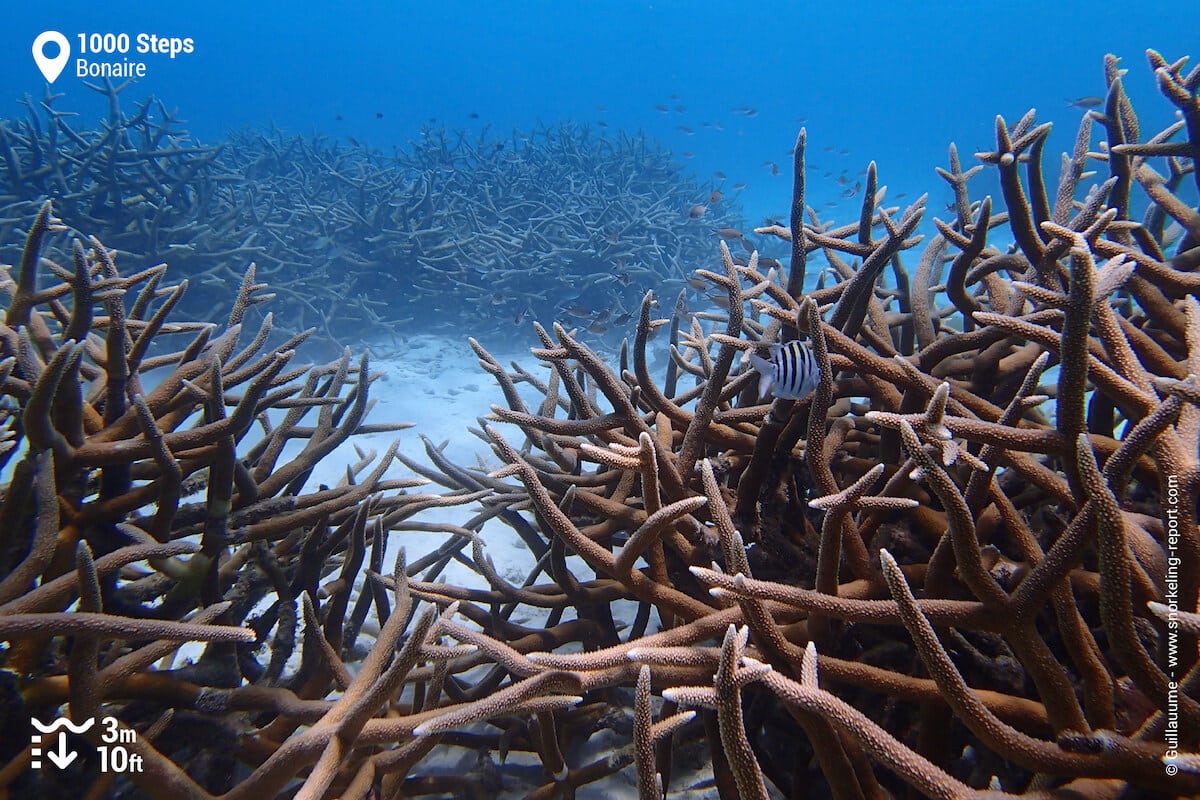 1000 Steps boasts healthy coral, loaded with reef fish.