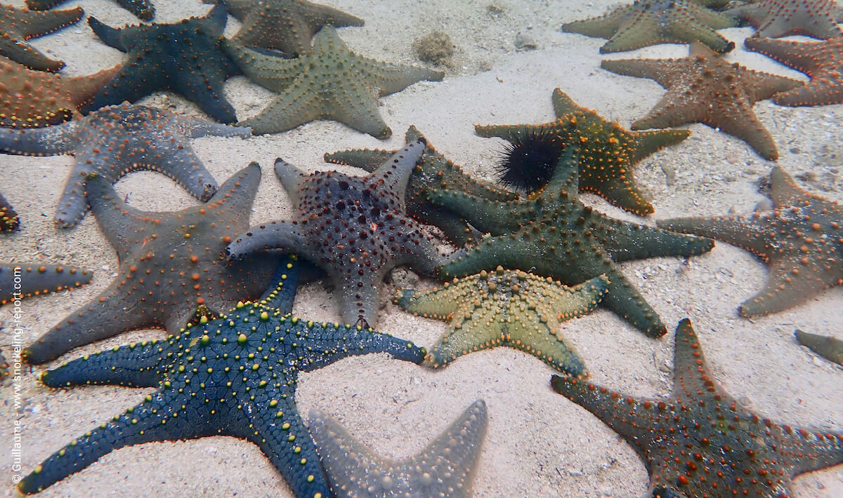 Pentaceraster in Zanzibar