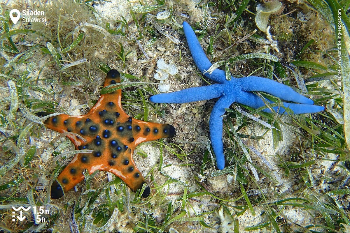 Starfish at Siladen seagrass beds
