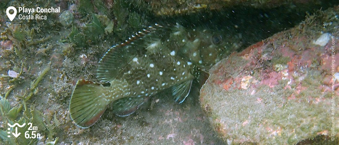 Starry grouper at Playa Conchal