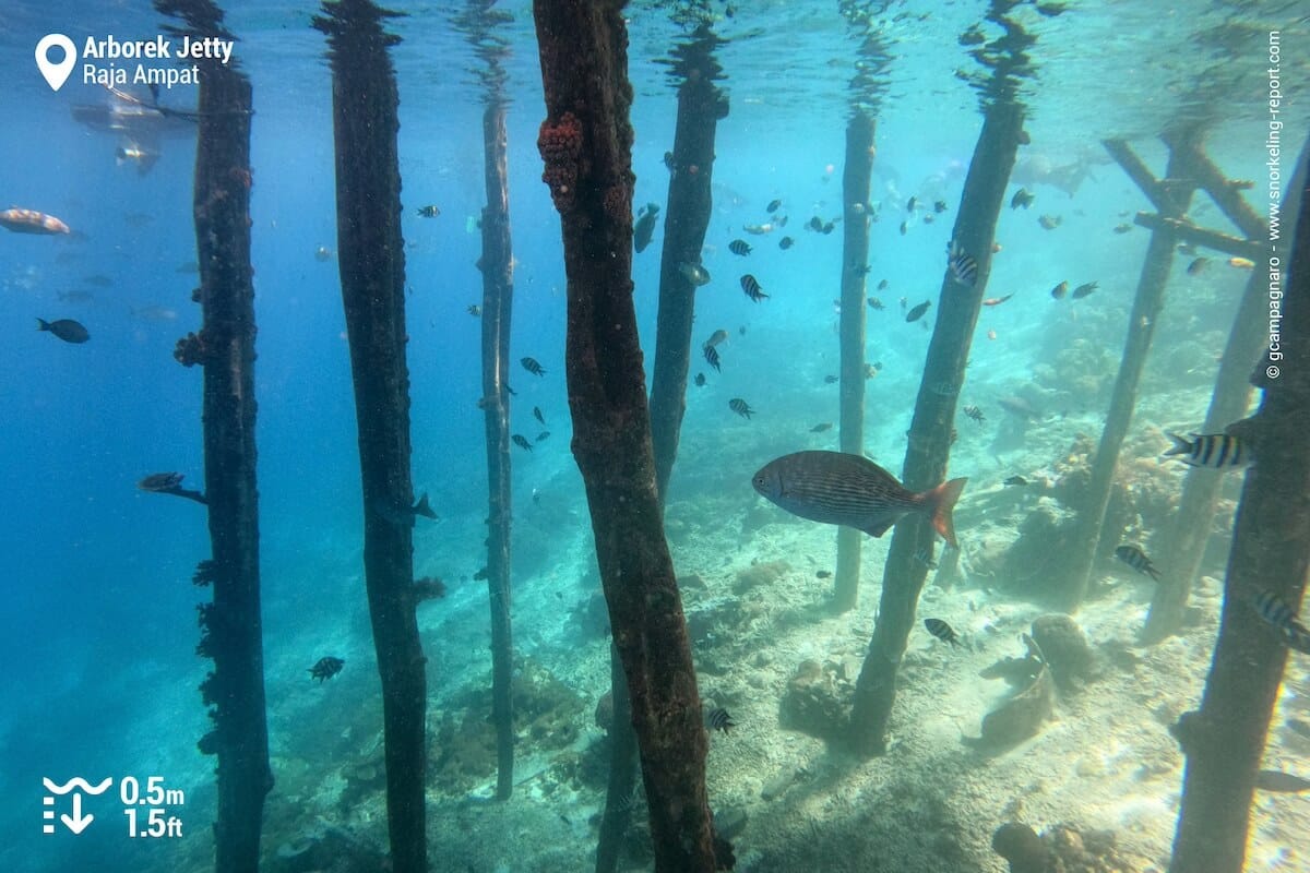 Fish sheltering near the jetty at Arborek