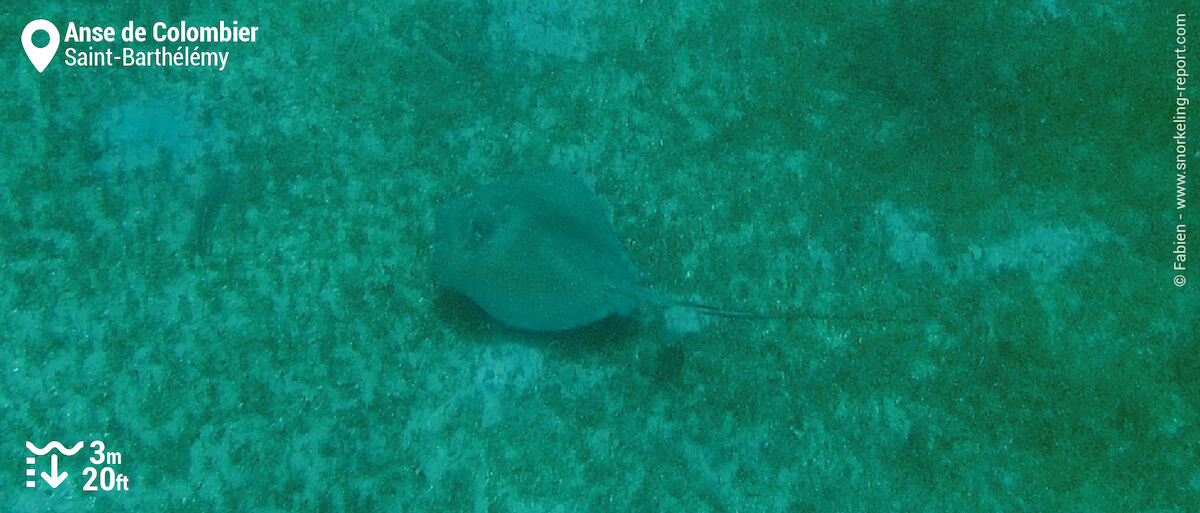 Stingray in Anse de Colombier seagrass meadows