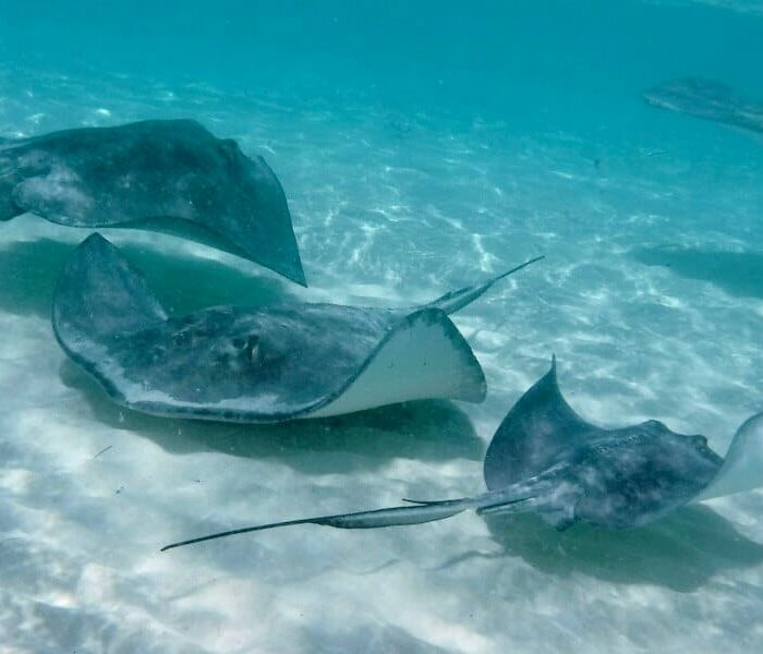 Stingray City