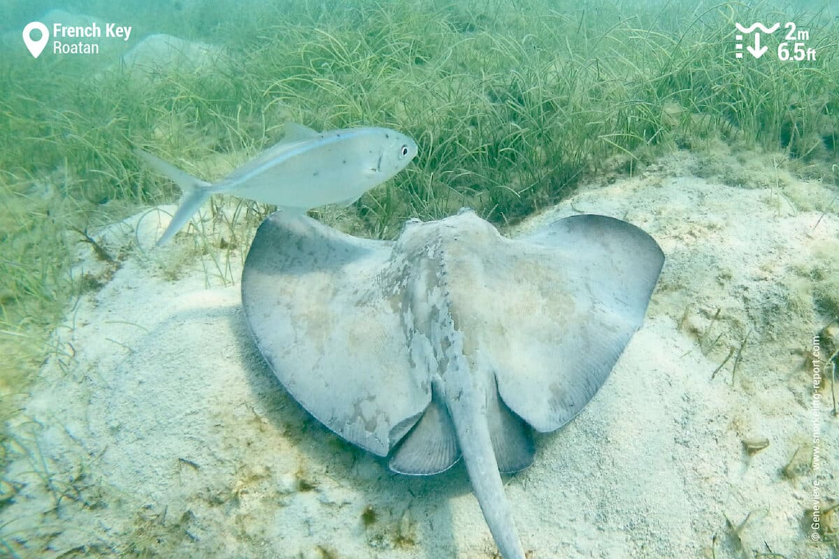 A stingray at French Key.