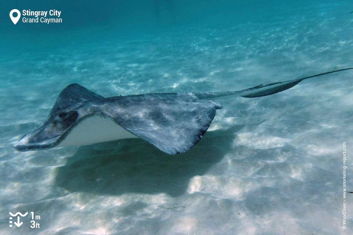 Southern stingrays at Stingray City