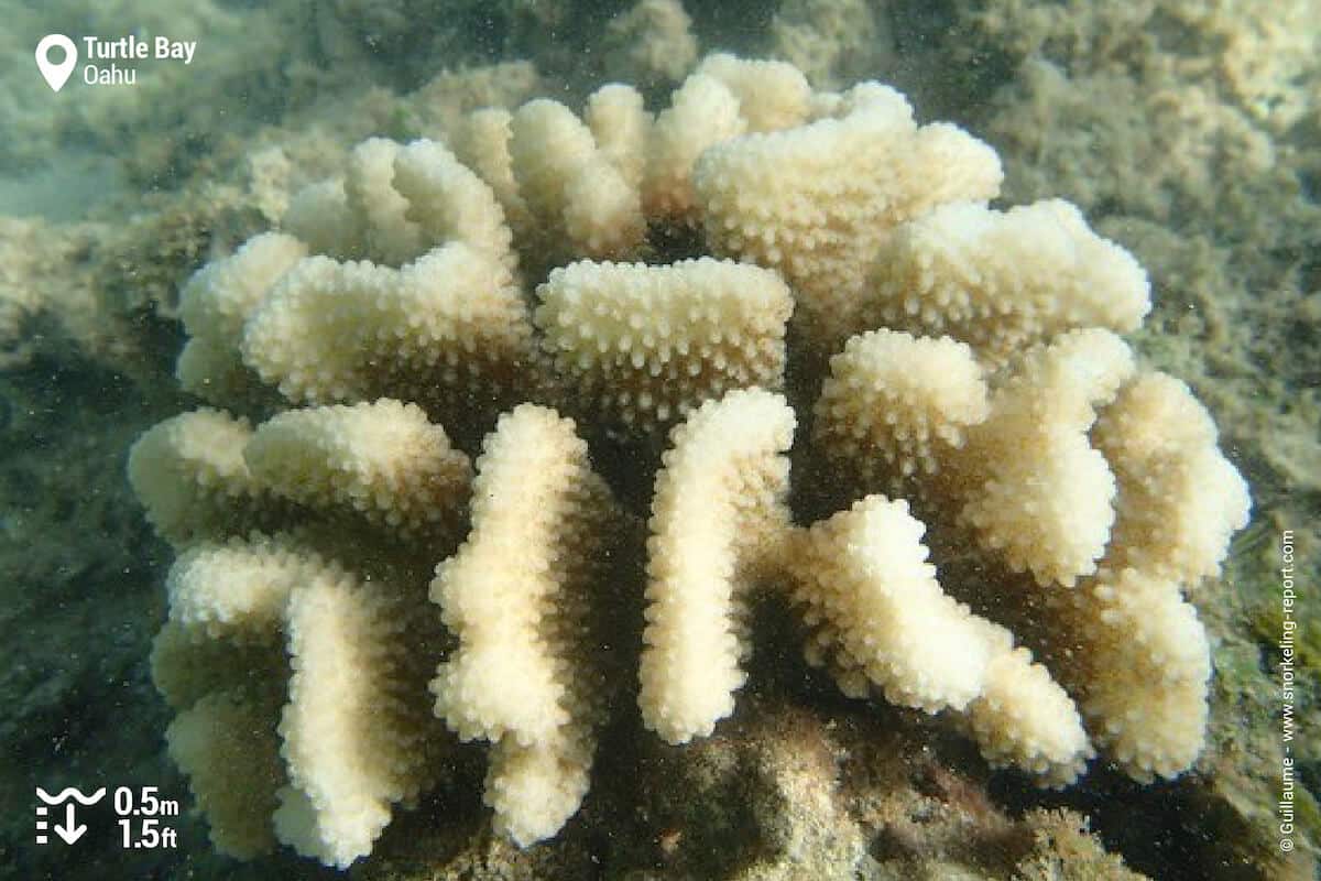 Coral at Turtle Bay Resort, Oahu