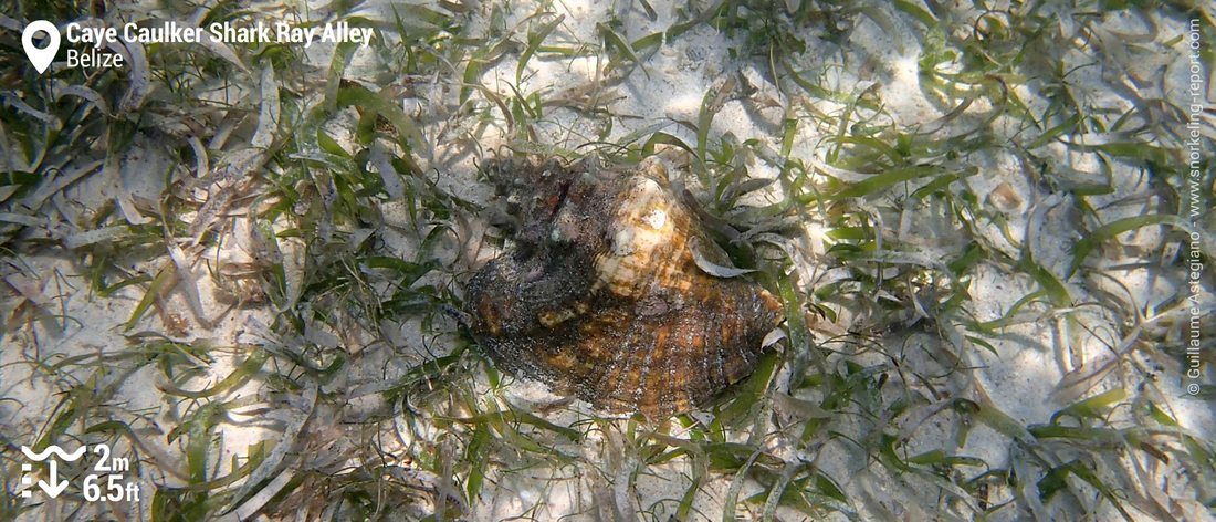 Strombe géant à Shark Ray Alley