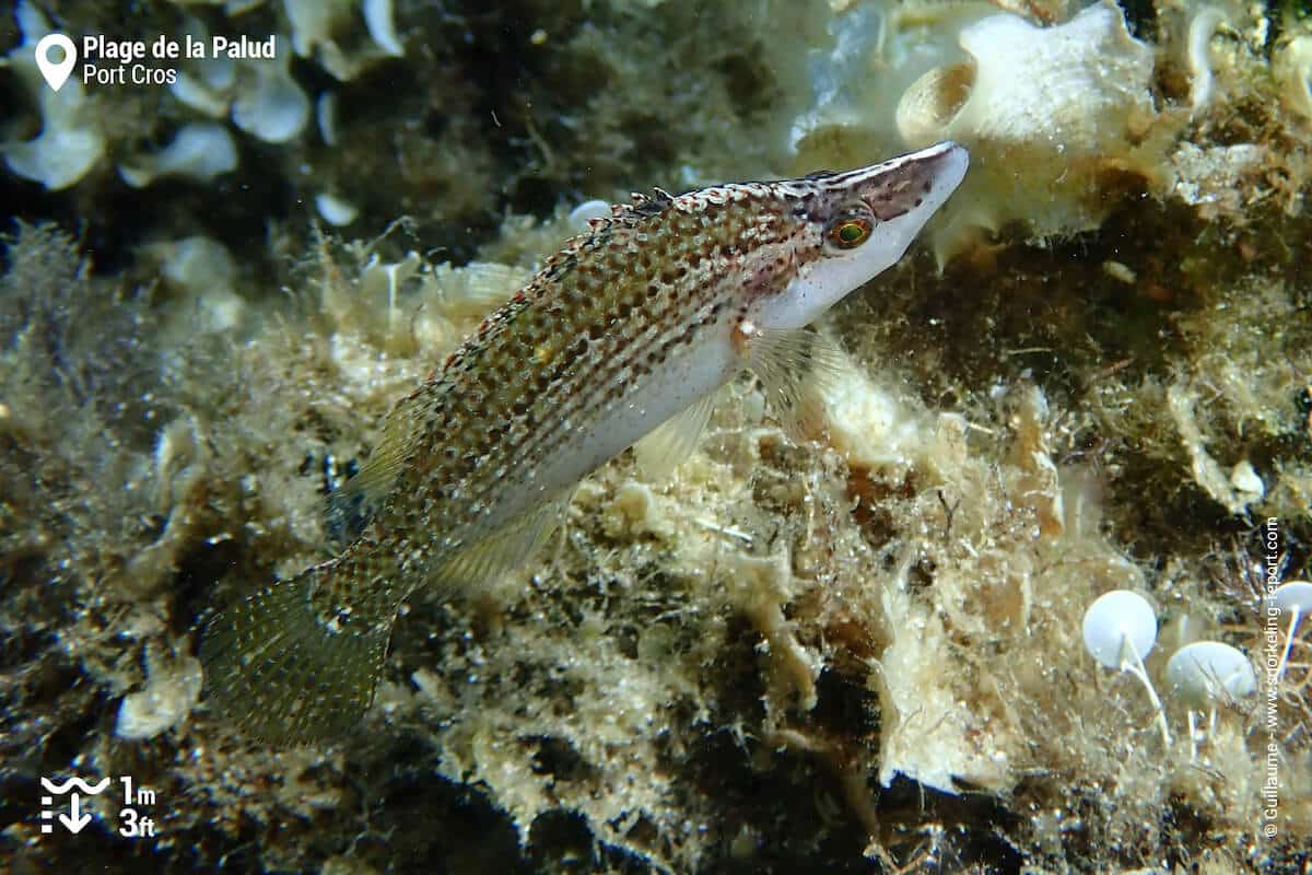 A sublet wrasse in Port Cros