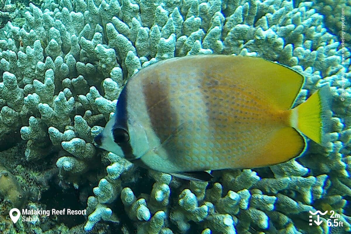 Sunburst butterflyfish at Mataking Reef Resort