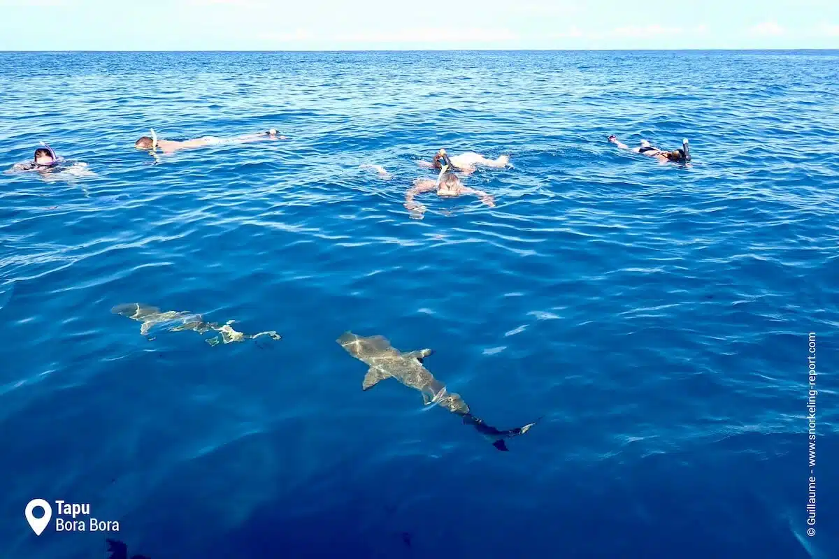Snorkelers watching sharks at Tapu, Bora Bora