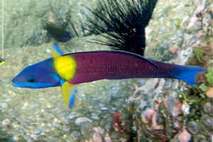 Thalassoma lucasanum