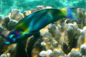 Thalassoma genivittatum