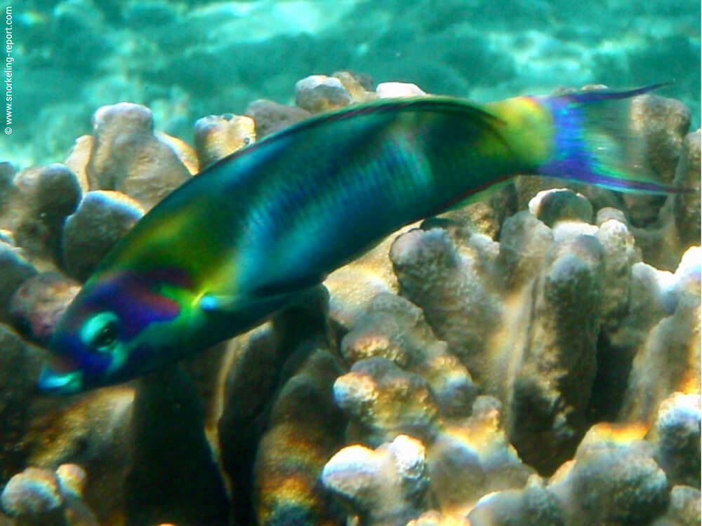 Thalassoma genivittatum