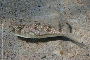 Torquigener flavimaculosus
