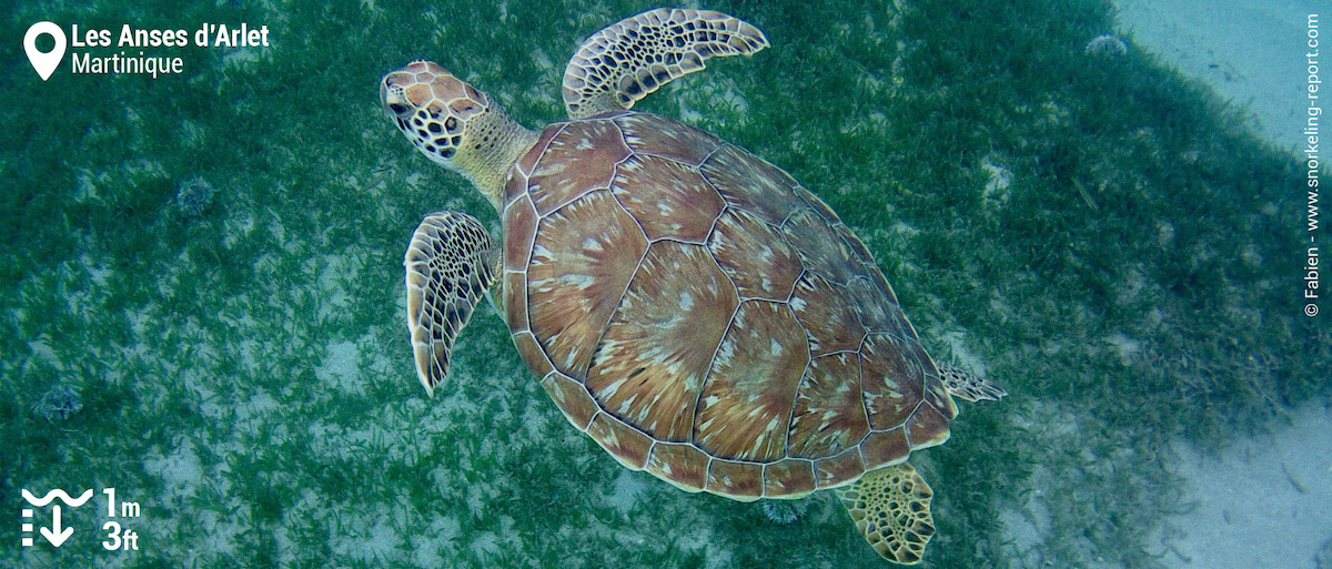Green sea turtle in Anses d'Arlet