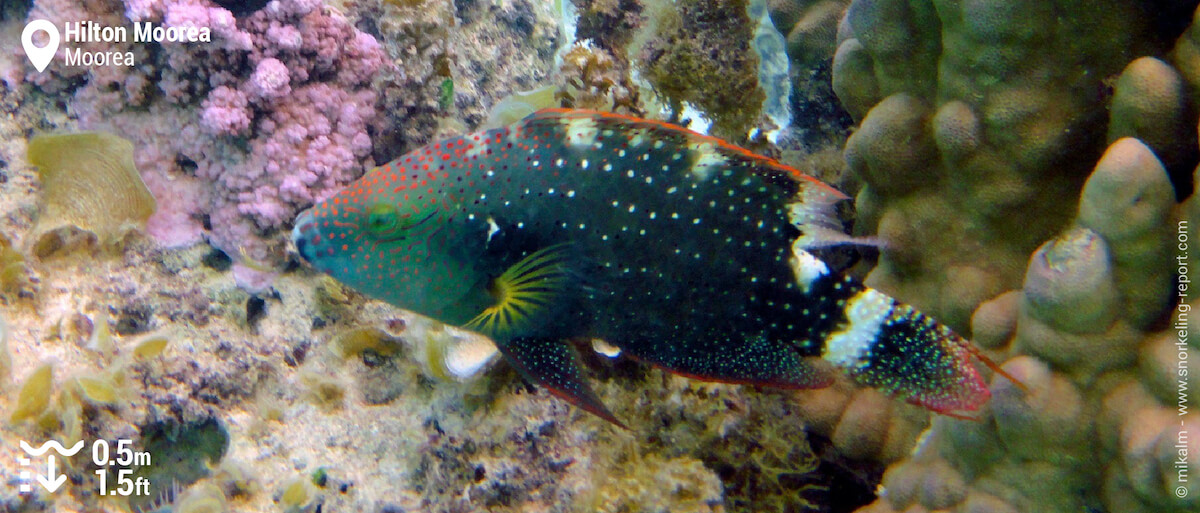 Tripletail wrasse