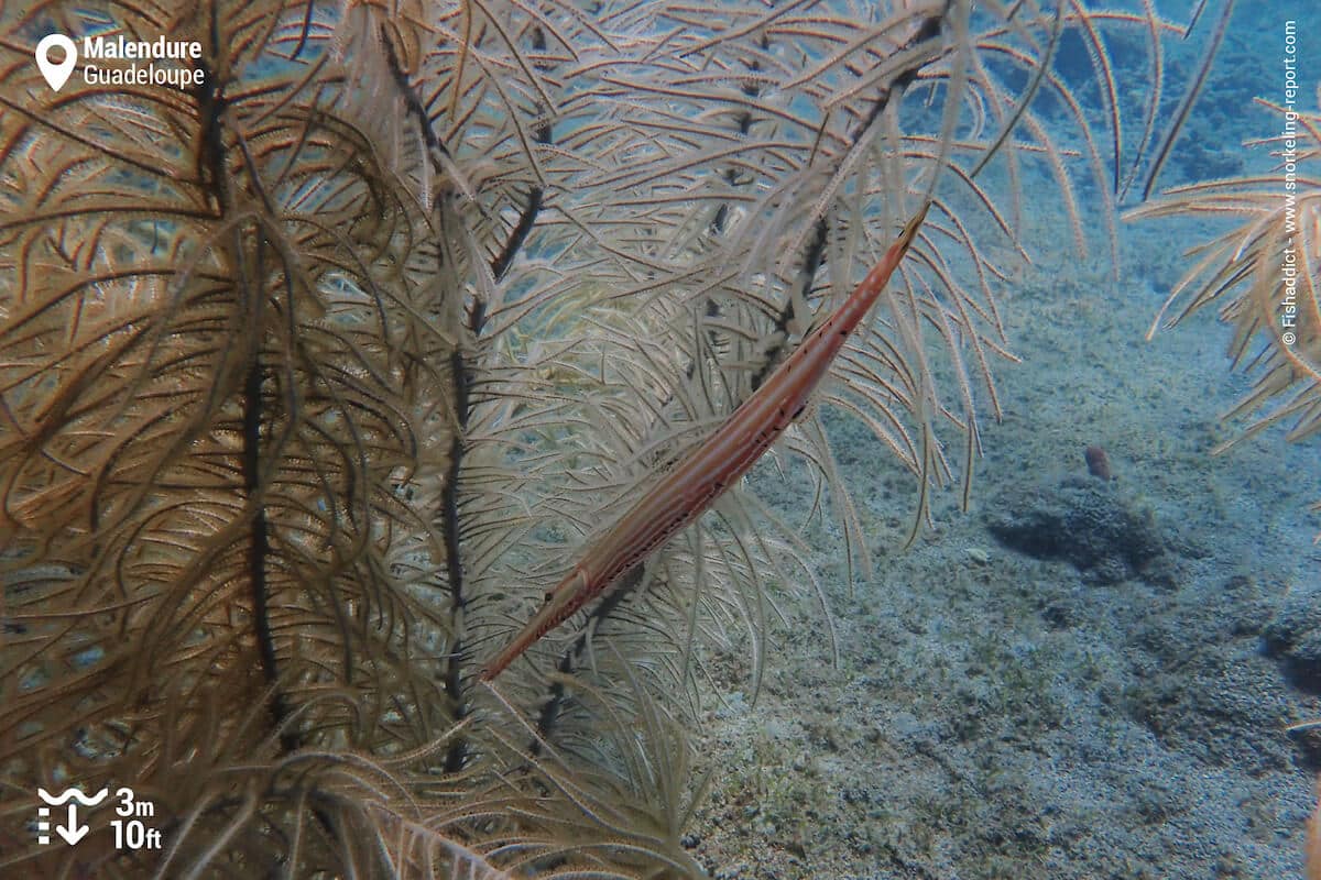 Trumpetfish in sea fans in Malendure