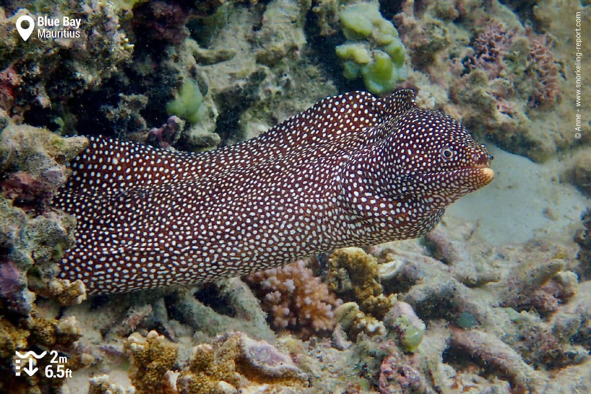 Turkey moray in Blue Bay