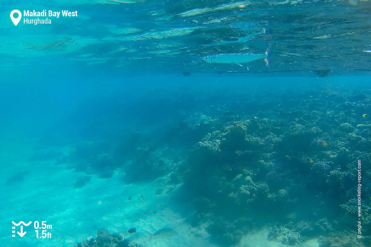 The coral reef at West Makadi Bay