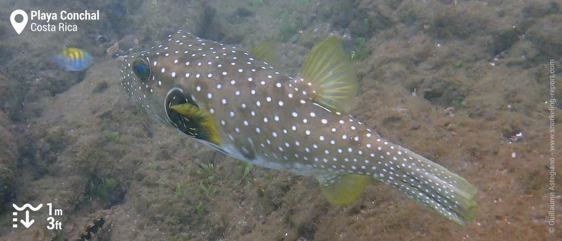 White spotted puffer at Playa Conchal