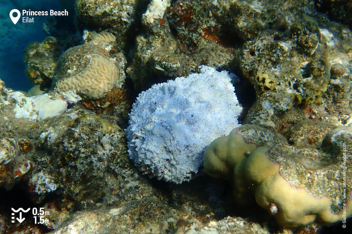 White stonefish in Princess Beach