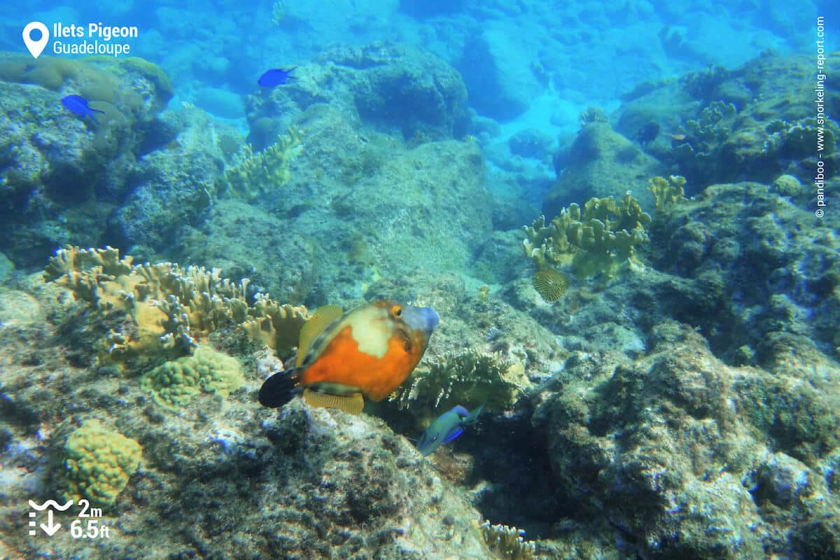 The whitespotted filefish is a pretty common sight in the Pigeon Islands.