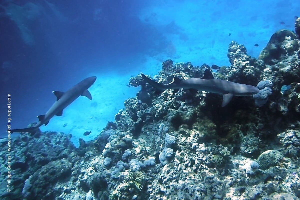 White tip reef shark at Modriki, Fiji