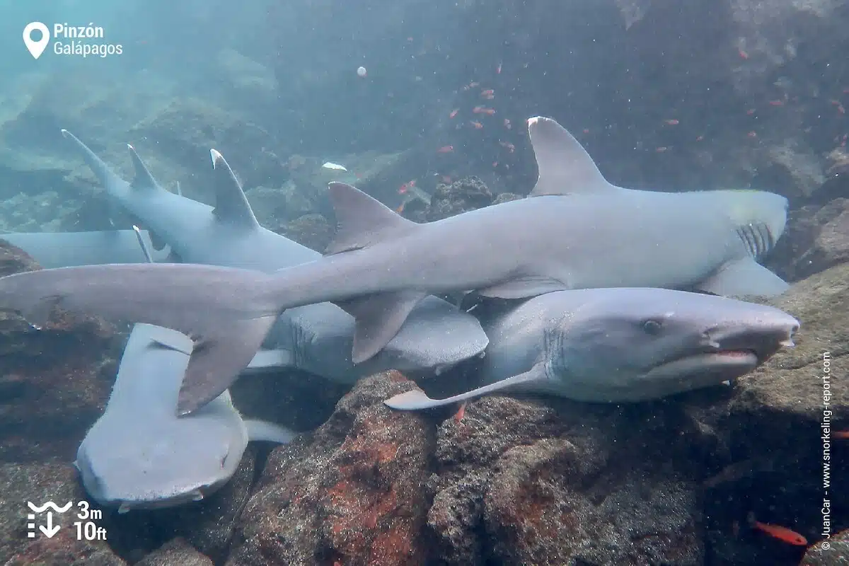 Whitetip sharks in Pinzon Island