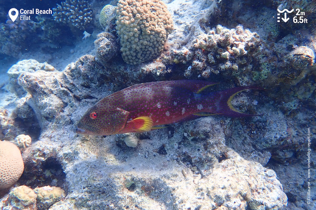 The yellow-edged lyretail is a common sighting in Coral Beach.