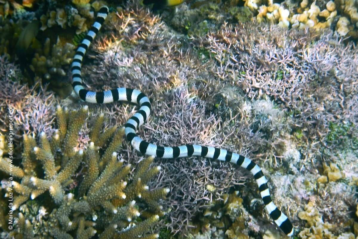 Yellow-lipped sea krait