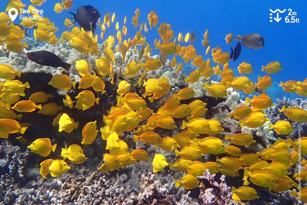 Shoal of yellow tang at Two Step