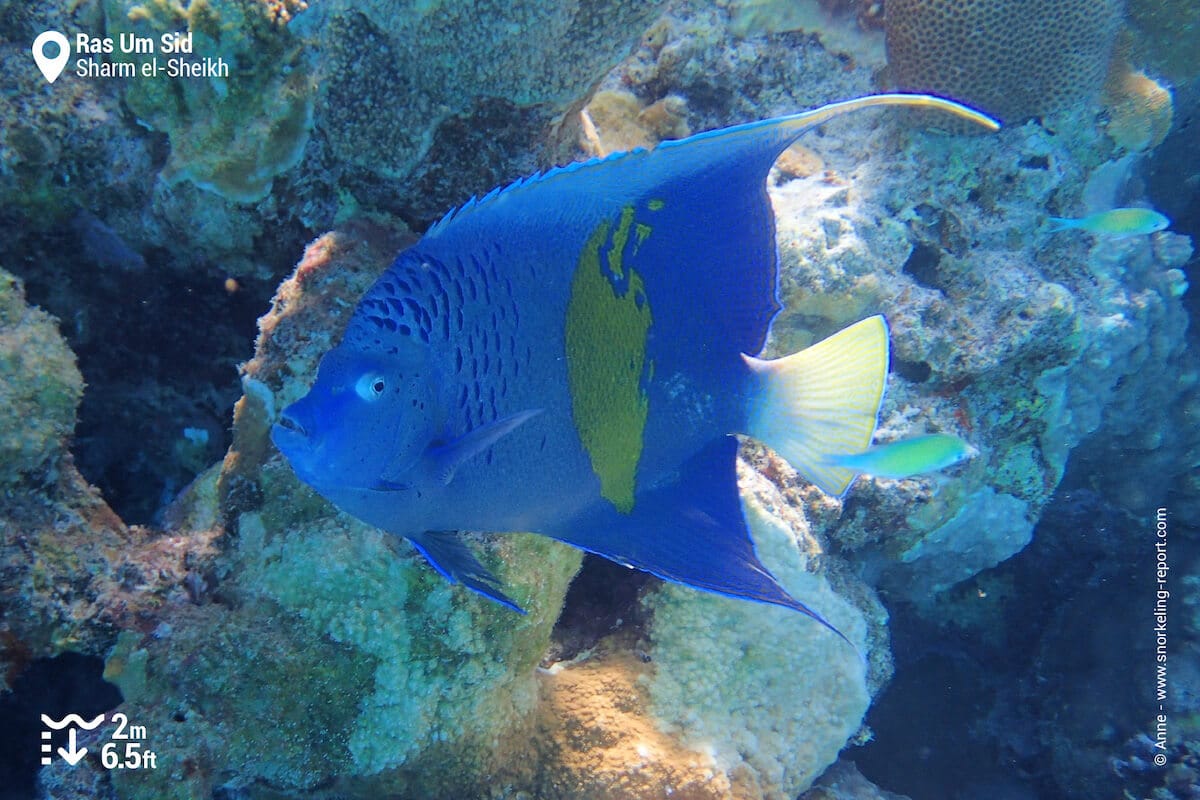 Yellowbar angelfish in Ras Um Sid