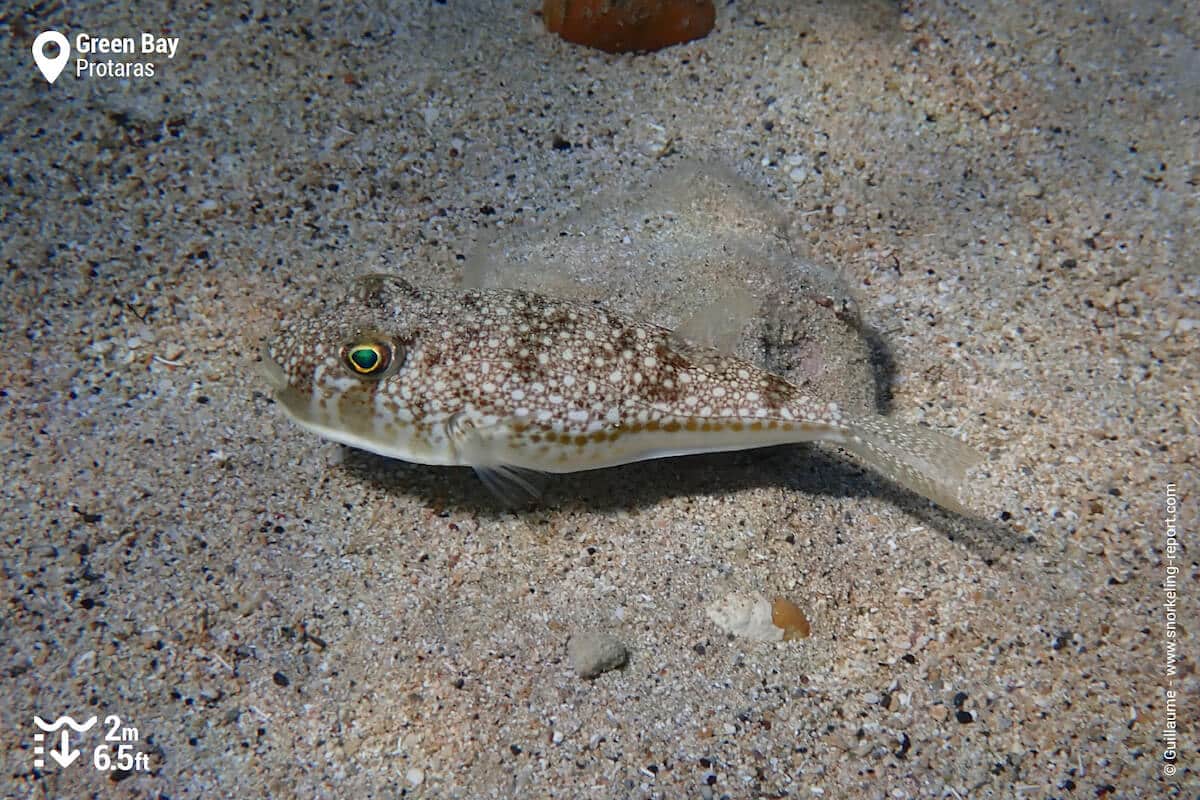 Yellowspotted puffer in Green Bay